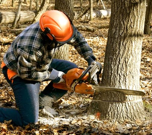 Tree Removal in Harrold, TX